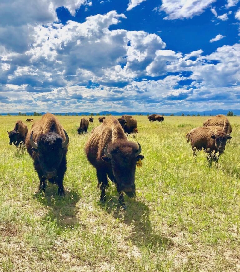 a herd of bison walking in green pastures beneath a brilliant sky